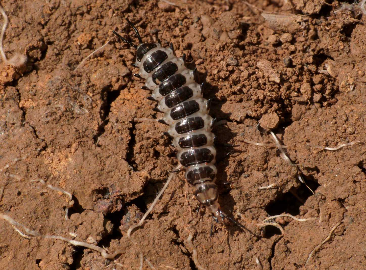 Larva strana: Licinus sp. (Carabidae)